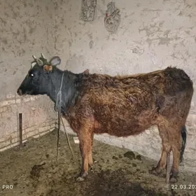 boğaz sygyrlar we yâş gulajyn