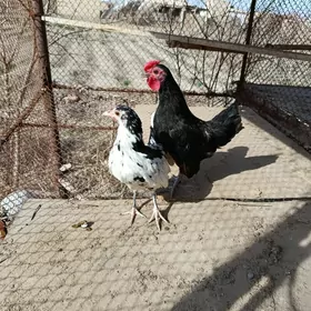 Pastoý karlik ýaponçik bar 