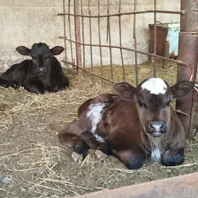 gibirit okuz we tuwe