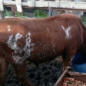 7sany 5okuz 1sygyr 1tuwe