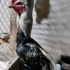 байсогу убайсогу хораз