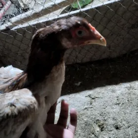 байсогу товук