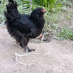 Мырамыр  хораз ики мэк уч