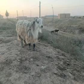 serke we bogaz geci kuzulu koy