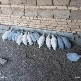 sisarka (käkilik) ýumurtga