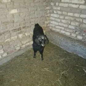 Otuganja. owlak çebiş çykan