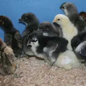 Araykana mitis jüýje