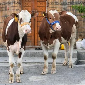 Semental Aýirşir Ökuz