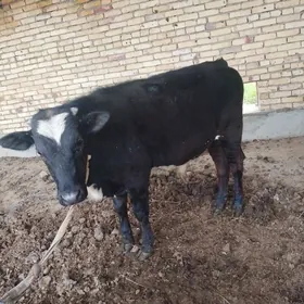 ПАРОДНЫ ОКУЗ