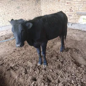 ПАРОДНЫ ГУНАДЖЫН