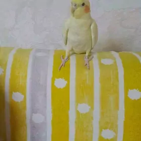 попугай, sultan papağan