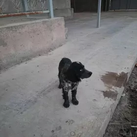 спаниэль spaniel gujik