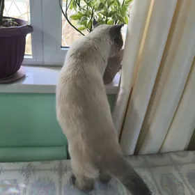 Кот на вязку