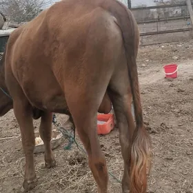 окуз баклык