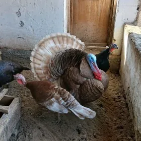 авган индук йумурта