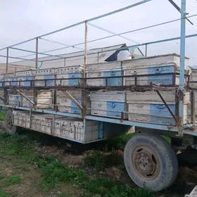 Prisep Polprisep 2023