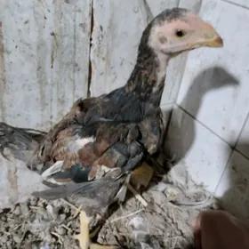 байсогу жуже байсогу жуже