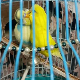 папугай 🦜🦜🦜