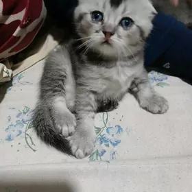 шотландский вислаухий котята