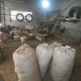 товук дерси