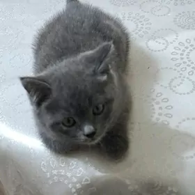 Котята девочки