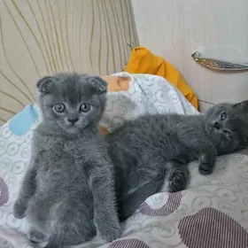 Домашние котята девочки