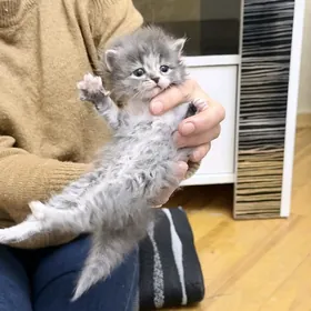 котенок британка