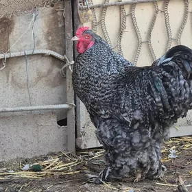 BRAMA ORIGINAL TOHUM