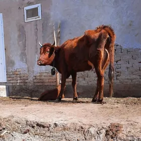 SUYIDLIJE GOLELI SYGYR