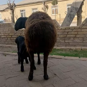 гиссаарр гоюююнн