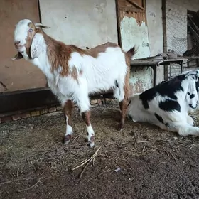 пакистан теке