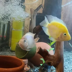 Срочно! Обменяю рыбу попугая!