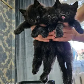 Pişik /Pişijekler Satlyk