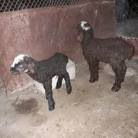 owlak guzy bere cykan guzy