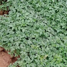 badam pamidor şitilleri