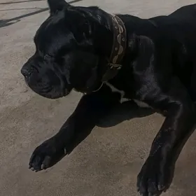 Кане Корсо  Клубные щенки