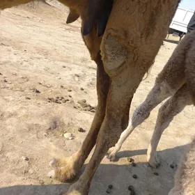 кощекли дуйе