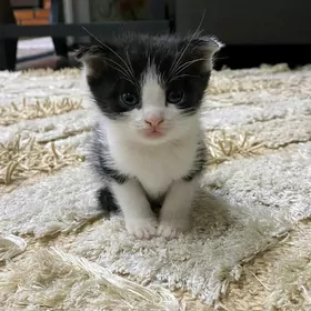 Pişik, вислоухо, Mugtбесплатн