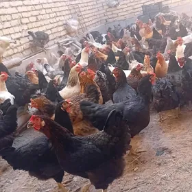 100% dogup duran towuklar