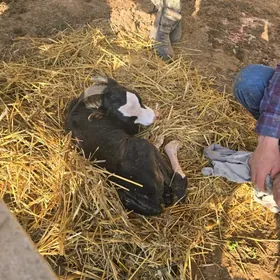 gole 40gunlik original