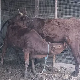 KRASNY STEPNOY GOLELI SYGYR