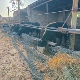 1 яшар 4 саны окузче