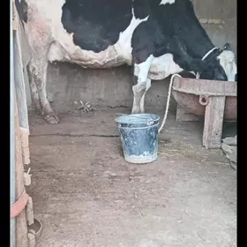 semental galesteyin sygyr