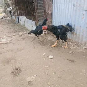 Байсок хороз