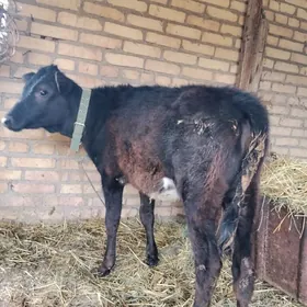 Corny pyýostyr unajyn