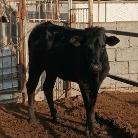 ARASSA. ÇORNY PIŸOSDR.