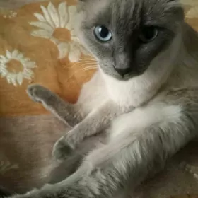 сиамский котёнок