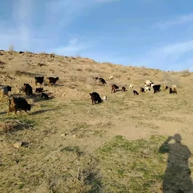 Geçi owlakly Guzly goýyn