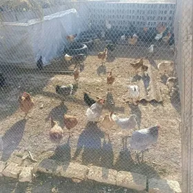 Towuklar bilen jüjeler