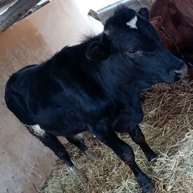 ÖKUZ BEYİK GİBRİT